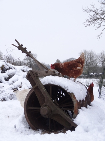 Hen on Roller